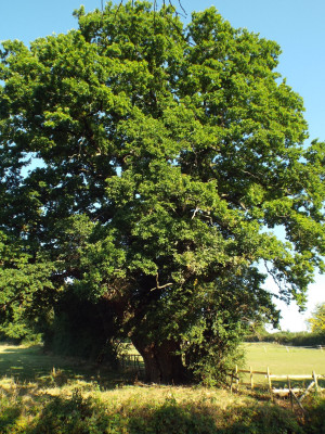 Oak tree opposite &quot;The Poachers&quot;.