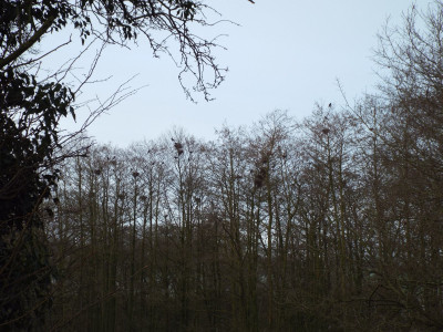 11/03, early morning alarm call (lots of corvids welcoming the dawn!).