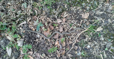 A slow moving grass snake - own work