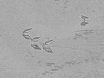 sanderling.jpg