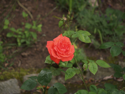 AA300007.JPG