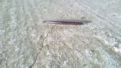 Found in Mallorca, own work
