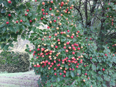 Autumn fruits1 - own work