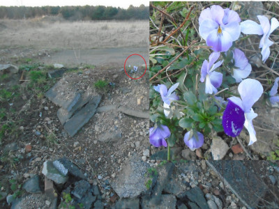 February feral pansies on the wasteland