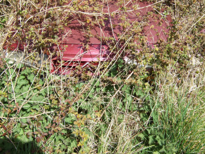 DSCF2814.JPG