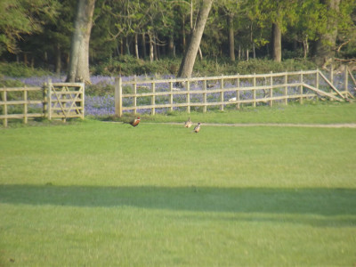 Own work (pheasants near bluebell woods)