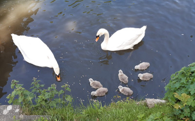 Swans and very small swans - own work