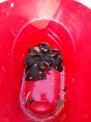 A bucket of ducklings - own work