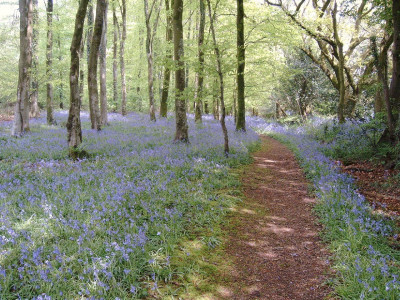 Bluebells.jpg