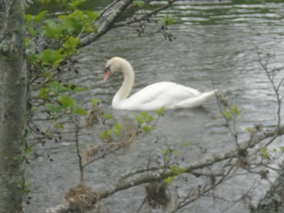 The White Swan