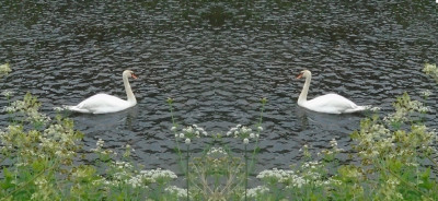 Two White Swans