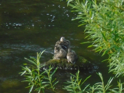 relaxing on a rock