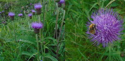 whatsthebee?