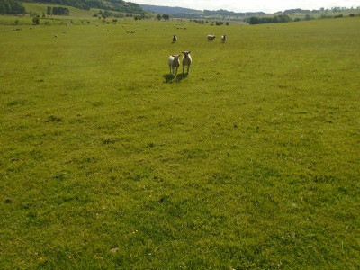lambs in the sunshine
