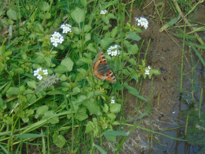 Butterfly on water Cress