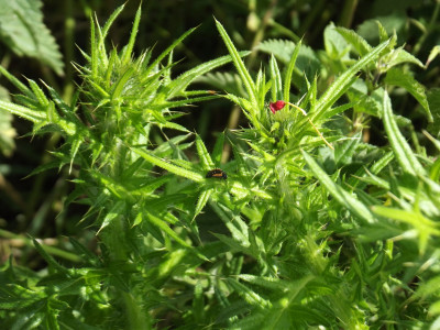 Own work, ladybird larva