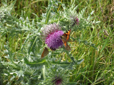 Own work, this thistle is getting value for pollen!