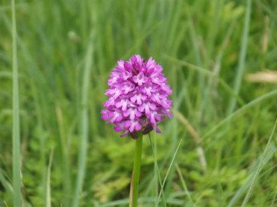 Own work, I liked this flower (whatever it is)