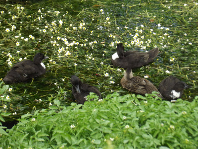 Own work, ducks resting on a weed patch