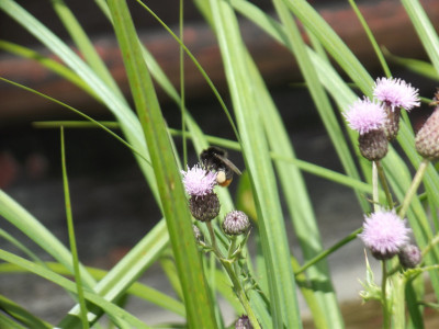 Own work, bumble bee