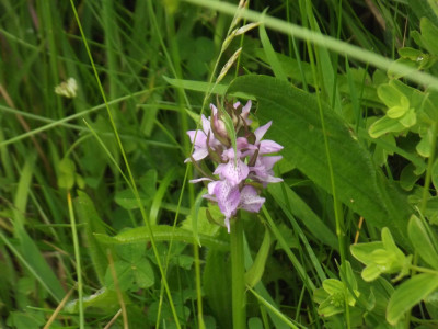 Own work, marsh orchid?