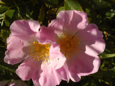 wild roses