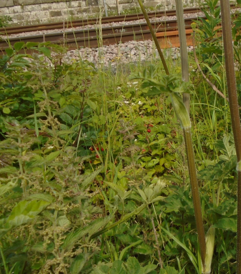 spot the strawberries!