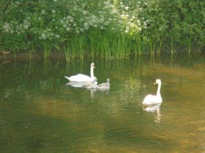 half-a-crown Swans