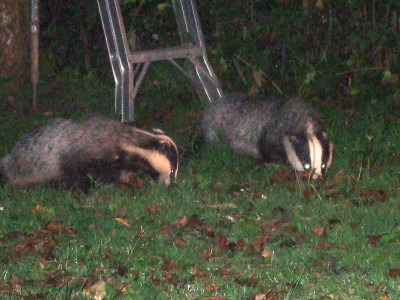 Badger 017.JPG