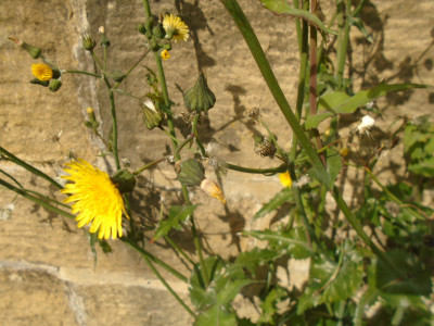 as would a prickly sow thistle