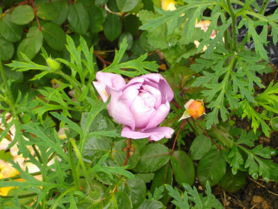 IMGP1763.JPG