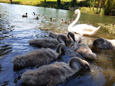 Bryant and the cygnets - own work