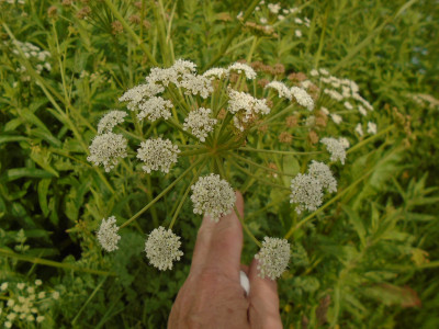water dropwort flowers