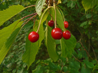 Bit of sun and they are turning a nice cherry red