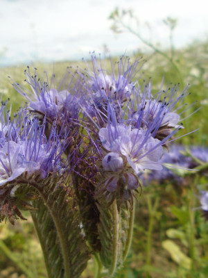 purple flowers of Lacy Phacelia I think