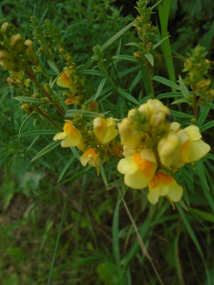 yellow and orange &quot;butter and Eggs&quot;  (toadflax) I think