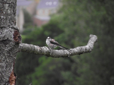 quite pleased with that young long tailed tit