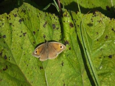 Wild brown butterfly?