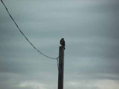 Buzzard on roadside pole.