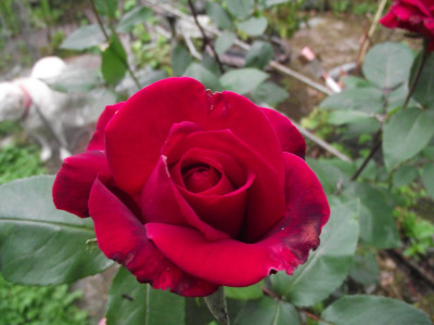 a red red rose