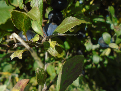 One from the Hedgerow