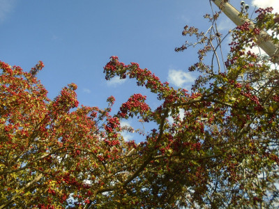 Hawthorn festooned with haws