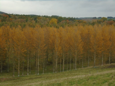 Autumn Leaves 1