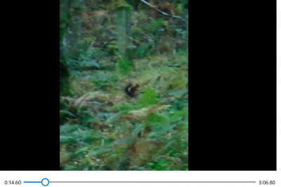 Red Squirrel<br />Video Screenshot NF Own Work