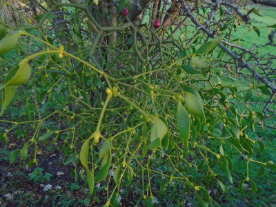 Spot the berries