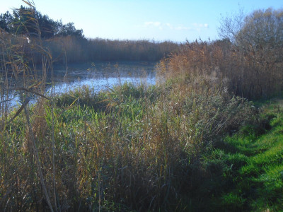 the pond