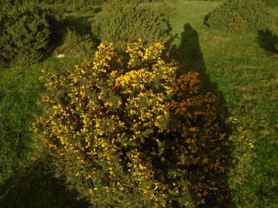 December gorse in bloom<br />The Sandeman Port man is an added bonus