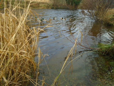 duck level camera