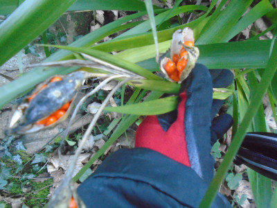 Tool station gloves and a roast-beef plant