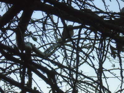 a bird in a bush